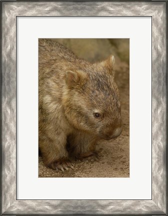 Framed Common Wombat, Marsupial, Australia Print