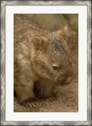 Framed Common Wombat, Marsupial, Australia Print