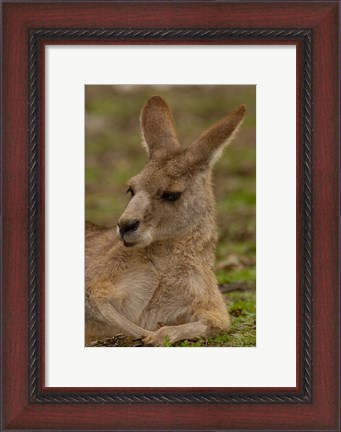 Framed Eastern Grey Kangaroo resting, Queensland, Australia Print