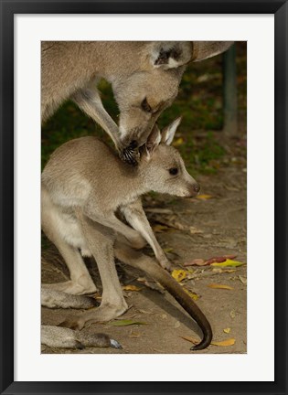 Framed Eastern Grey Kangaroo with baby, Queensland AUSTRALIA Print