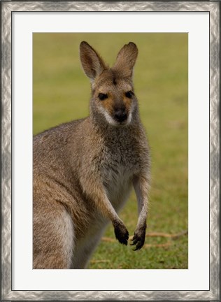 Framed Pretty-faced Wallaby wildlife, AUSTRALIA Print