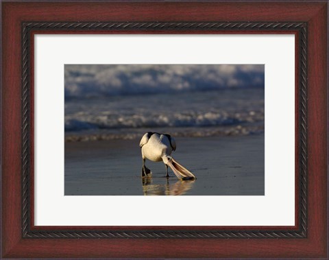 Framed Australian pelican bird, Stradbroke Island, Australia Print