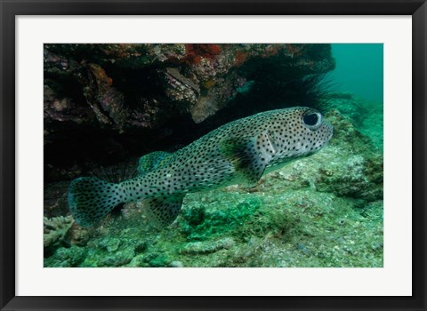 Framed Black-spotted Porcupinefish, North Stradbroke, Australia Print