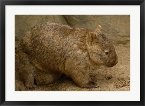 Framed Common Wombat, baby in pouch, captive, Australia Print