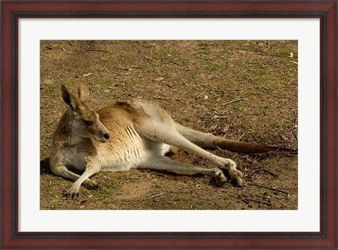 Framed Eastern Grey Kangaroo, Queensland AUSTRALIA Print