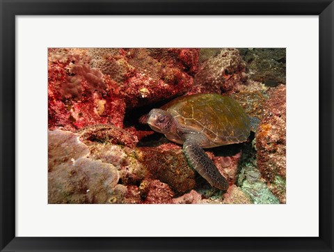 Framed Green turtle, Stradbroke Island, Queensland, Australia Print