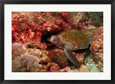 Framed Green turtle, Stradbroke Island, Queensland, Australia Print