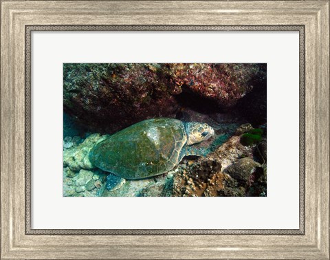 Framed Loggerhead Turtle, Stradbroke Queensland, Australia Print