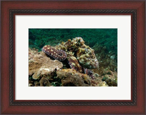 Framed Marine Life, Octopus, coral reef, Stradbroke, Australia Print