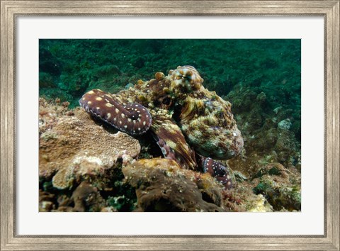 Framed Marine Life, Octopus, coral reef, Stradbroke, Australia Print
