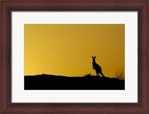 Framed Silhouette of Kangaroo, Australia Print