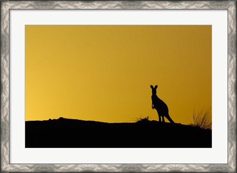 Framed Silhouette of Kangaroo, Australia Print