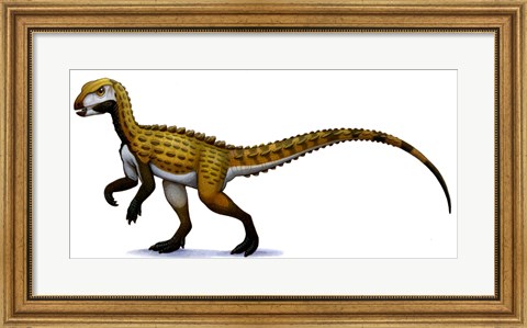 Framed Scutellosaurus Print