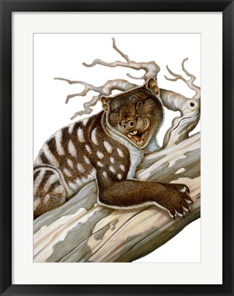 Framed Thylacoleo, a Marsupial Lion from the Pleistocene Age Print
