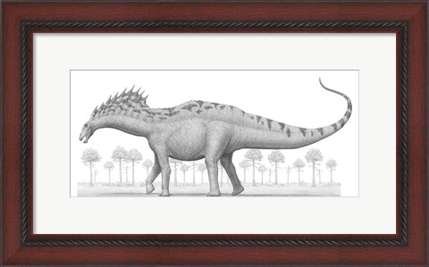Framed Amargasaurus Cazaui Dinosaur from the Early Cretaceous Period Print
