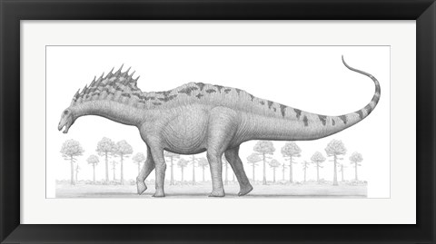 Framed Amargasaurus Cazaui Dinosaur from the Early Cretaceous Period Print