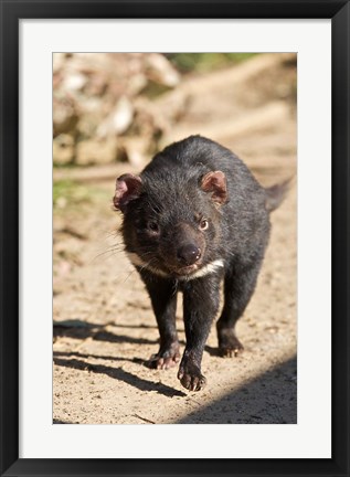 Framed Australia, Tasmanian Devil wildlife Print