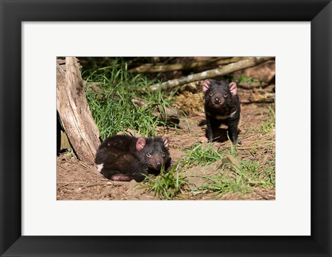Framed Pair of Tasmanian Devils Print