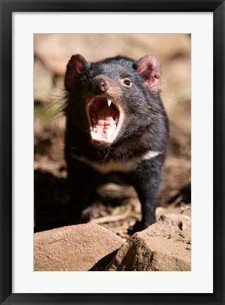 Framed Angry Tasmanian Devil Print