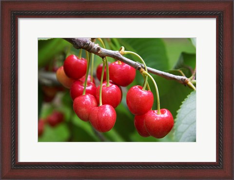 Framed Cherries, Orchard near Cromwell, Central Otago, South Island, New Zealand Print