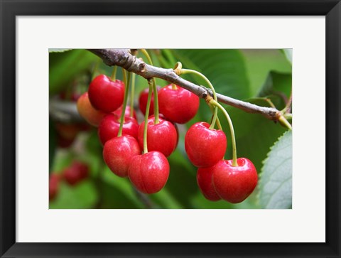 Framed Cherries, Orchard near Cromwell, Central Otago, South Island, New Zealand Print