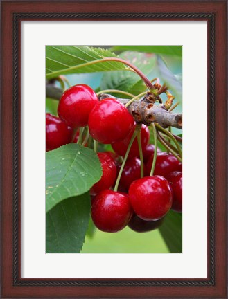 Framed Cherry Orchard, Central Otago, South Island, New Zelaland Print