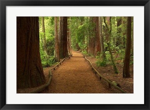 Framed Path through Redwood Forest, Rotorua, New Zealand Print