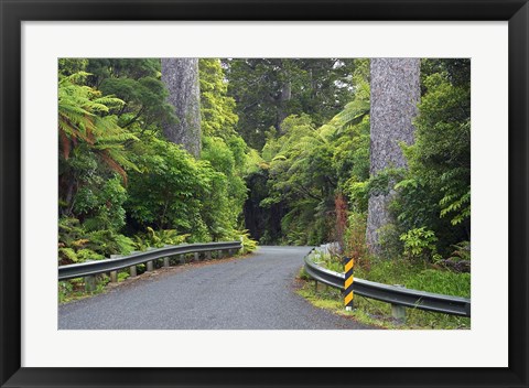 Framed Road between Kauri Trees, Waipoua Kauri Forest, Northland, New Zealand Print