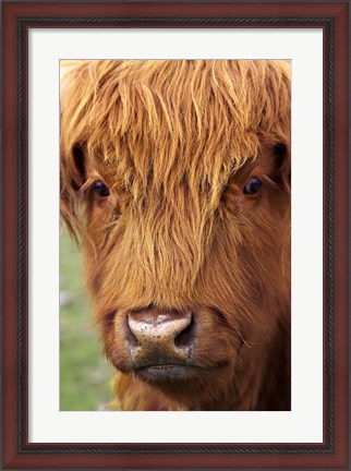 Framed Scottish Cow, Deer Park Heights, Queenstown, South island, New Zealand Print