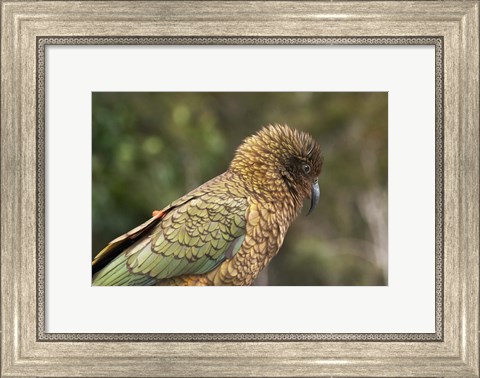 Framed Kea, New Zealand Alpine Parrot, South Island, New Zealand Print