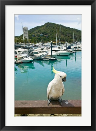 Framed Australia, Sulphur Crested Cockatoo tropical bird Print