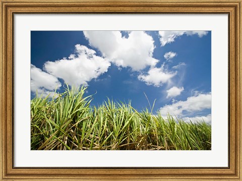 Framed Pioneer Valley-Sugar Cane Field, , Marian, Whitsunday Coast, Queensland Print