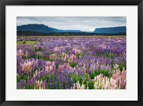 Framed Blooming Lupine Near Town of TeAnua, South Island, New Zealand Print