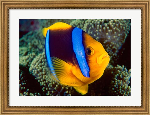 Framed Anemonefish, Great Barrier Reef, Australia Print