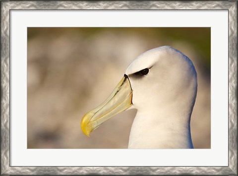 Framed Australia, Tasmania, Bass Strait, Albatross bird head Print