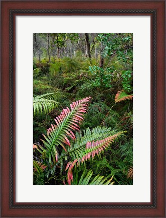 Framed Waipoua Forest, North Island, New Zealand Print