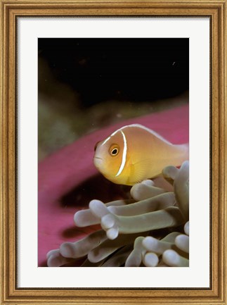 Framed Australia, Great Barrier Reef Anemonefish Print