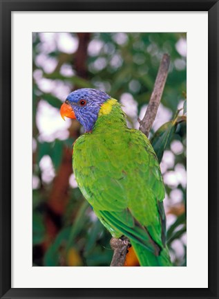Framed Australia, East Coast Rainbow Lorikeets bird (back view) Print