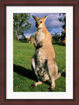 Framed Kangaroo, Queensland, Australia Print