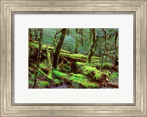Framed Cradle Mt and Lake St Clair National Park, Tasmania, Australia Print