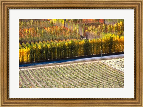 Framed Autumn in Mt Difficulty Vineyard, Central Otago, New Zealand Print