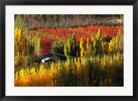 Framed Autumn Colours, Bannockburn, Central Otago, New Zealand Print