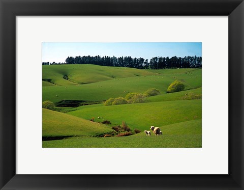 Framed Farmland Near Clinton, New Zealand Print