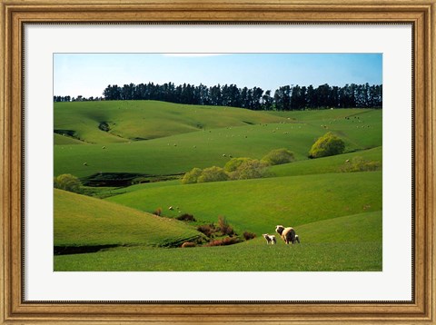 Framed Farmland Near Clinton, New Zealand Print