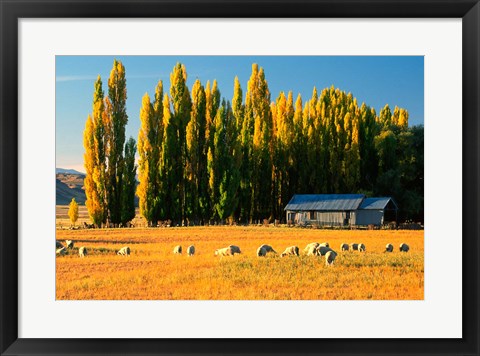 Framed Farmland, Maniototo, Central Otago, New Zealand Print