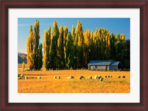 Framed Farmland, Maniototo, Central Otago, New Zealand Print