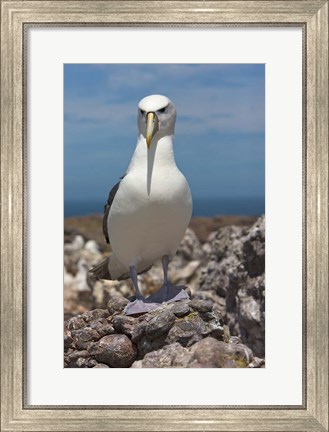 Framed Australia, Tasmania, Bass Strait Shy albatross Print