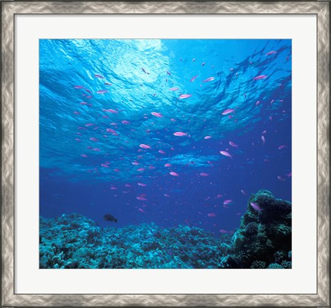 Framed Australia, Great Barrier Reef Purple Anthias fish Print