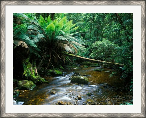 Framed Nelson Creek, Franklin Gordon Wild Rivers National Park, Tasmania, Australia Print