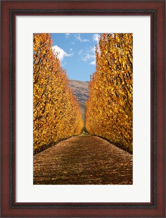 Framed Autumn, Orchard, Roxburgh, South Island, New Zealand Print